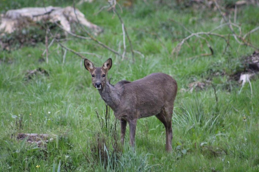Gite La Cabuche Proche Du Zoo De Beauval Le Controis-en-Sologne Εξωτερικό φωτογραφία
