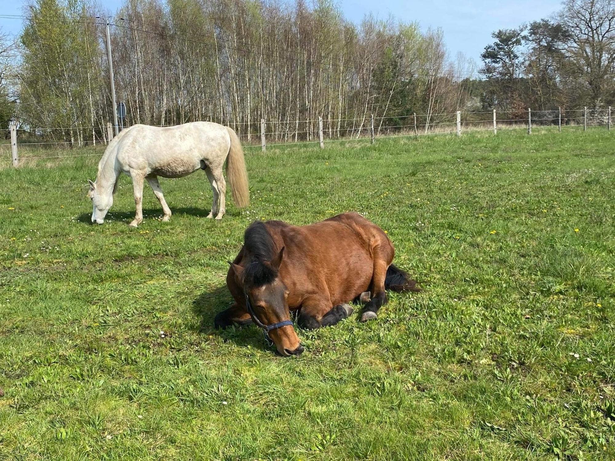 Gite La Cabuche Proche Du Zoo De Beauval Le Controis-en-Sologne Εξωτερικό φωτογραφία